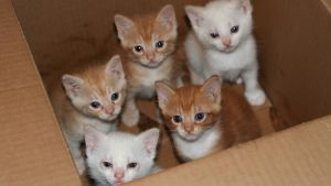 Kittens that were killed by Officer Accorti.