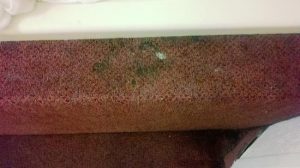 Motel 9 Moldy stains on carpet